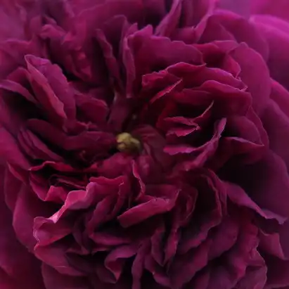Comanda trandafiri online - Violet - trandafiri vechi de gradină - trandafir cu parfum discret - Rosa Erinnerung an Brod - Rudolf Geschwind - ,-